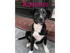 Adopt KOKOMO a Terrier (Unknown Type, Medium) / Beagle / Mixed dog in Lebanon
