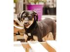 Adopt IOLA a Collie / Labrador Retriever / Mixed dog in Lebanon, CT (41210329)