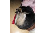 Adopt Karev a Black - with Tan, Yellow or Fawn German Shepherd Dog / Husky /