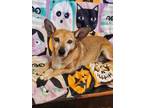Adopt Jackson a Tan/Yellow/Fawn Terrier (Unknown Type, Medium) / Dachshund /