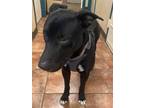 Adopt Mr. Heart a Black Labrador Retriever / Pit Bull Terrier / Mixed dog in