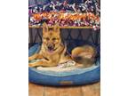 Adopt Riley a Brown/Chocolate - with Black German Shepherd Dog / Mixed dog in