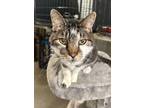 Adopt Steve a Brown or Chocolate (Mostly) Domestic Shorthair / Mixed (short