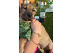 Adopt Forest* - North Scituate, RI a Tan/Yellow/Fawn - with Black Boxer / German