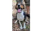 Adopt Barney a Tricolor (Tan/Brown & Black & White) Foxhound / Beagle / Mixed
