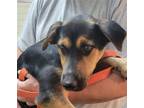 Adopt Thomas Brown a Black - with Tan, Yellow or Fawn German Shepherd Dog /