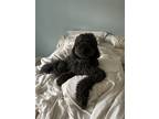 Adopt Rex a Black - with Gray or Silver Goldendoodle / Mixed dog in Cary
