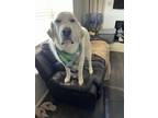 Adopt Thor (Bonded) a White Great Pyrenees / Mixed dog in Altus, OK (41468809)