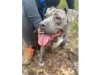 Adopt Sasha a Gray/Blue/Silver/Salt & Pepper Staffordshire Bull Terrier / Mixed
