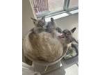 Adopt Expresso & Latte (Paige) a Cream or Ivory (Mostly) Siamese (medium coat)