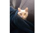 Adopt Gloria a Cream or Ivory (Mostly) Siamese / Mixed (short coat) cat in