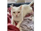Adopt Emrys a White Oriental / Mixed (short coat) cat in Herndon, VA (41207788)