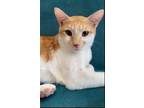 Adopt Indiana (& Humphrey) bonded a Orange or Red (Mostly) Oriental / Mixed