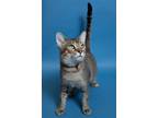 Adopt Luke & ( Leia)felv+ a Brown or Chocolate Abyssinian / Mixed (short coat)