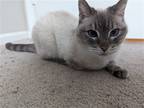 Adopt Anika a Gray or Blue Siamese / Mixed (short coat) cat in Herndon