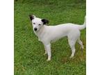 Adopt Marshal a White - with Black Jack Russell Terrier / Hound (Unknown Type) /