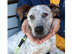 Adopt Harold a Black - with White German Shorthaired Pointer / Mixed dog in
