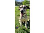 Adopt Bailey a Great Dane / Great Pyrenees / Mixed dog in Bullard, TX (41027850)