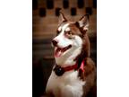 Adopt Mahla a Red/Golden/Orange/Chestnut - with White Husky / Mixed dog in