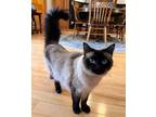 Adopt Missy a Cream or Ivory (Mostly) Balinese / Mixed (medium coat) cat in