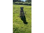 Adopt Mia a Tan/Yellow/Fawn German Shepherd Dog / English Springer Spaniel /