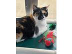 Adopt Lucy (& Sugar) bonded DECLAW a Domestic Shorthair / Mixed (short coat) cat