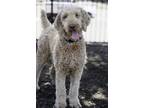 Adopt Winter a White Golden Retriever / Poodle (Standard) / Mixed dog in