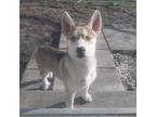 Adopt Rico a White - with Tan, Yellow or Fawn Husky / Labrador Retriever / Mixed