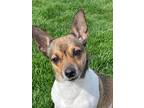 Adopt Nova a Rat Terrier / Jack Russell Terrier / Mixed dog in Portland