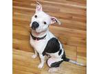 Adopt Calley a American Pit Bull Terrier / Mixed dog in Little Rock