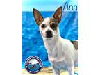 Adopt Ana a White - with Brown or Chocolate Rat Terrier / Mixed dog in Arcadia