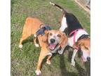 Adopt Craft a Golden Retriever / Hound (Unknown Type) / Mixed dog in Mineral