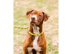 Adopt Nova a American Pit Bull Terrier / Mixed dog in Murphysboro, IL (39239326)