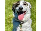 Adopt Archie a White Great Pyrenees / Mixed Breed (Large) / Mixed dog in Mead