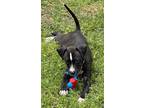 Adopt Mimis Mints - Starlight a Boxer / Feist dog in Fairfax Station