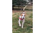 Adopt Captain a Foxhound dog in Fairfax Station, VA (41468377)