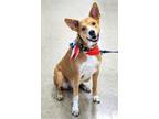 Adopt Remy (formerly Caramel) a Australian Cattle Dog / Mountain Cur dog in