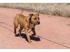 Adopt Kyro a Tricolor (Tan/Brown & Black & White) Staffordshire Bull Terrier /