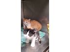 Adopt f-5388 a American Shorthair / Mixed (short coat) cat in Glen Rose