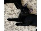 Adopt Axl Rose #brother-of-Noto a All Black Bombay / Mixed (short coat) cat in