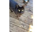 Adopt Noon (Noonie) a All Black Ragdoll / Mixed (long coat) cat in Magnolia