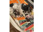 Adopt 6 Shitzu pups a Brown/Chocolate - with White Shih Tzu / Shih Tzu / Mixed