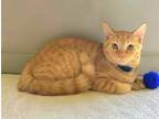 Adopt KITTEN FELIX a Orange or Red Domestic Shorthair / Mixed (short coat) cat
