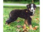 Adopt PUPPY CALISTA a Tricolor (Tan/Brown & Black & White) Australian Shepherd /