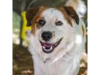 Adopt Magellan a Australian Shepherd / Mixed Breed (Medium) / Mixed dog in