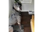 Adopt Kyra a Great Dane / Mixed dog in Boerne, TX (39946847)