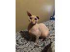 Adopt Kai a Orange or Red (Mostly) Sphynx / Mixed (short coat) cat in Kansas