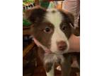 Adopt Dot a Red/Golden/Orange/Chestnut - with White Australian Shepherd / Mixed