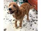 Adopt Peter Pan a Red/Golden/Orange/Chestnut Golden Retriever / Standard