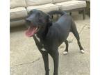 Adopt PUPPY FINNICK a Labrador Retriever / Mixed dog in Franklin, TN (40664340)